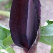 Image of Arum orientale  M. Bieb..