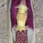 Image of Arum orientale  M. Bieb..