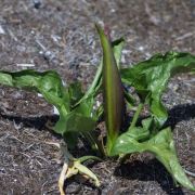 Image of Arum orientale  M. Bieb..