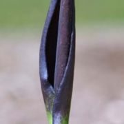 Image of Arum orientale  M. Bieb..