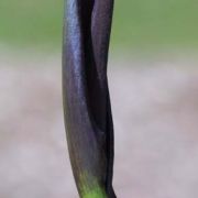 Image of Arum orientale  M. Bieb..