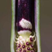 Image of Arum orientale  M. Bieb..