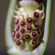 Image of Arum orientale  M. Bieb..