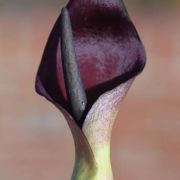 Image of Arum pictum  L. f..