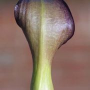 Image of Arum pictum  L. f..