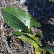 Image of Arum pictum  L. f..