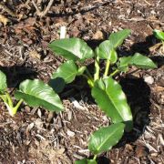 Image of Arum pictum  L. f..