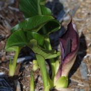 Image of Arum pictum  L. f..