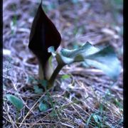 Image of Arum pictum  L. f..