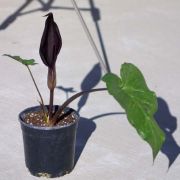 Image of Arum purpureospathum  P.C. Boyce.