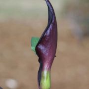 Image of Arum purpureospathum  P.C. Boyce.