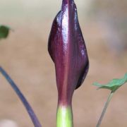 Image of Arum purpureospathum  P.C. Boyce.