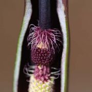 Image of Arum purpureospathum  P.C. Boyce.