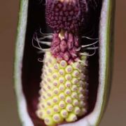 Image of Arum purpureospathum  P.C. Boyce.