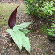 Image of Arum purpureospathum  P.C. Boyce.