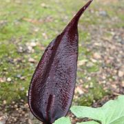 Image of Arum purpureospathum  P.C. Boyce.