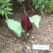 Image of Arum purpureospathum  P.C. Boyce.