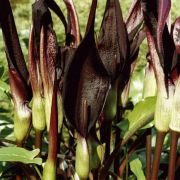 Image of Arum purpureospathum  P.C. Boyce.