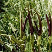 Image of Arum rupicola  Boiss..