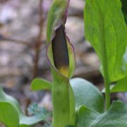 Image of Arum rupicola var. virescens Boiss..