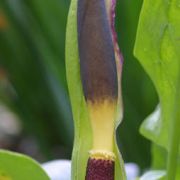 Image of Arum rupicola var. virescens Boiss..