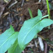 Image of Arum rupicola var. virescens Boiss..