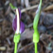 Image of Arum rupicola var. virescens Boiss..