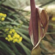 Image of Arum rupicola  Boiss..