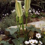Image of Arum rupicola var. virescens (Stapf) P.C. Boyce.