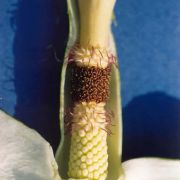 Image of Arum rupicola var. virescens (Stapf) P.C. Boyce.