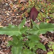 Image of Arum sintenisii  (Engl.) P.C. Boyce.