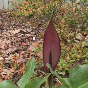 Image of Arum sintenisii  (Engl.) P.C. Boyce.