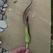 Image of Arum sintenisii  (Engl.) P.C. Boyce.