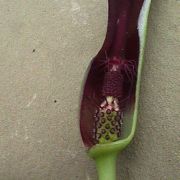 Image of Arum sintenisii  (Engl.) P.C. Boyce.