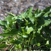 Image of Arum sintenisii  (Engl.) P.C. Boyce.