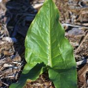 Image of Arum sintenisii  (Engl.) P.C. Boyce.