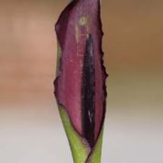 Image of Arum sintenisii  (Engl.) P.C. Boyce.