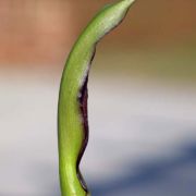 Image of Arum sintenisii  (Engl.) P.C. Boyce.