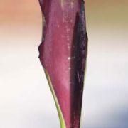 Image of Arum sintenisii  (Engl.) P.C. Boyce.