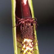 Image of Arum sintenisii  (Engl.) P.C. Boyce.