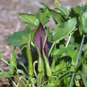 Image of Arum sintenisii  (Engl.) P.C. Boyce.