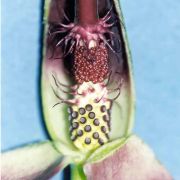 Image of Arum sintenisii  (Engl.) P.C. Boyce.