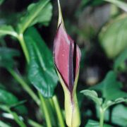 Image of Arum sintenisii  (Engl.) P.C. Boyce.