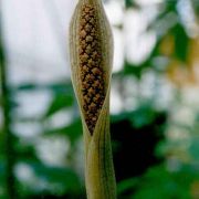 Image of Asterostigma tweedianum  Schott.