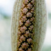 Image of Asterostigma tweedianum  Schott.