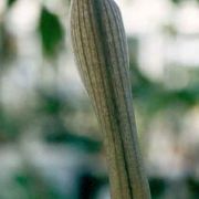 Image of Asterostigma tweedianum  Schott.