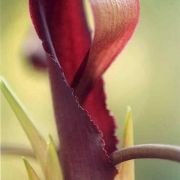 Image of Biarum tenuifolium  .