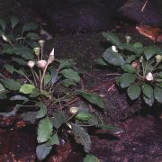 Image of Bucephalandra motleyana  Schott.