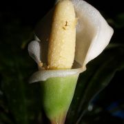 Image of Bucephalandra motleyana  Schott.