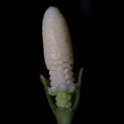 Image of Bucephalandra motleyana  Schott.